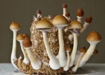 Popularity of Private Label Mushroom Tinctures in Wyoming Offers Excellent Opportunities
