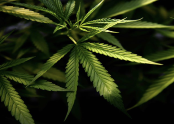 IS DELTA-9 SAFE? What makes Delta 9 Safe to Enjoy