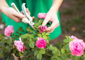 How to Care Roses
