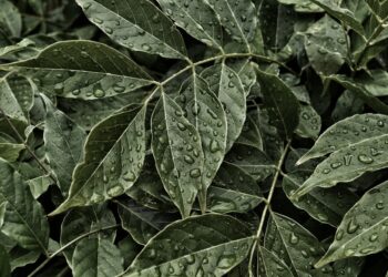 Kratom Dosage: How to Determine the Right Amount 