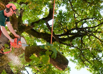 Important Considerations When Hiring Tree Removal Services